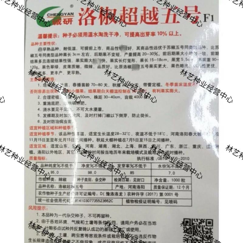 洛椒超越五号苏椒大果牛角辣椒种子青椒菜椒薄皮泡椒种籽诚研