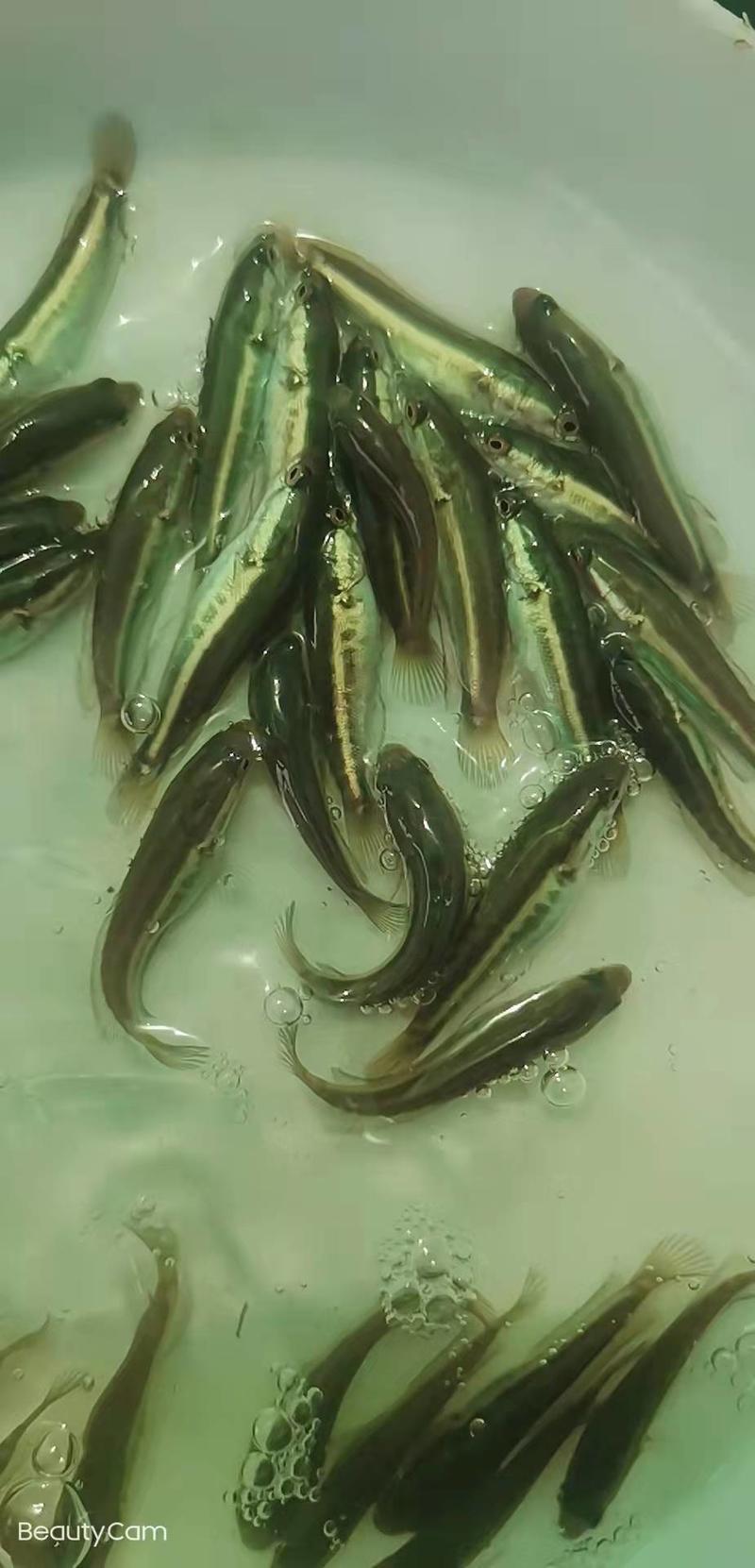 广州又一间鱼苗场批发黑鱼苗（生鱼苗）斑鱼苗提供养殖技术