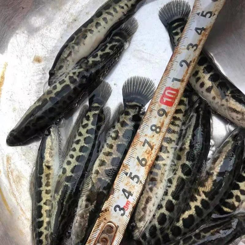 广州又一间鱼苗场批发黑鱼苗（生鱼苗）斑鱼苗提供养殖技术