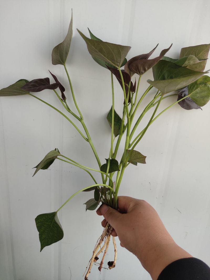 优质脱毒西瓜红薯苗（普薯32）