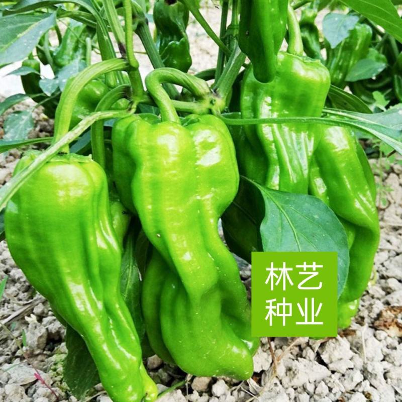 金优106薄皮辣椒种子大果型杂交辣椒种抗病抗逆性强青果