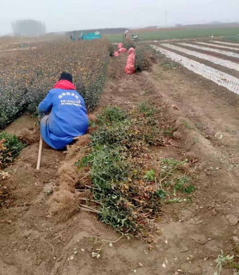 车厘子苗，产地常年供货，快递包邮到家，苗在30公分左右