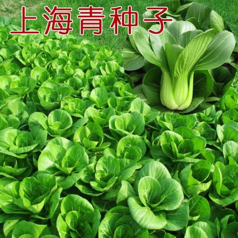 西湖青2号青梗菜种子油菜生长期短四季播种阳台菜园青菜
