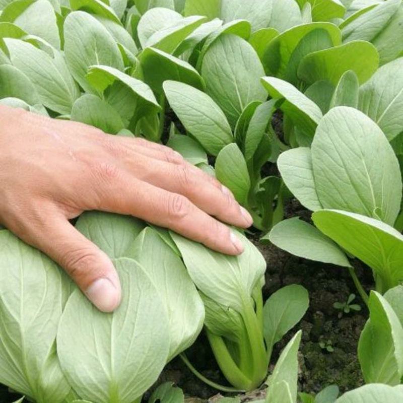 西湖青2号青梗菜种子油菜生长期短四季播种阳台菜园青菜