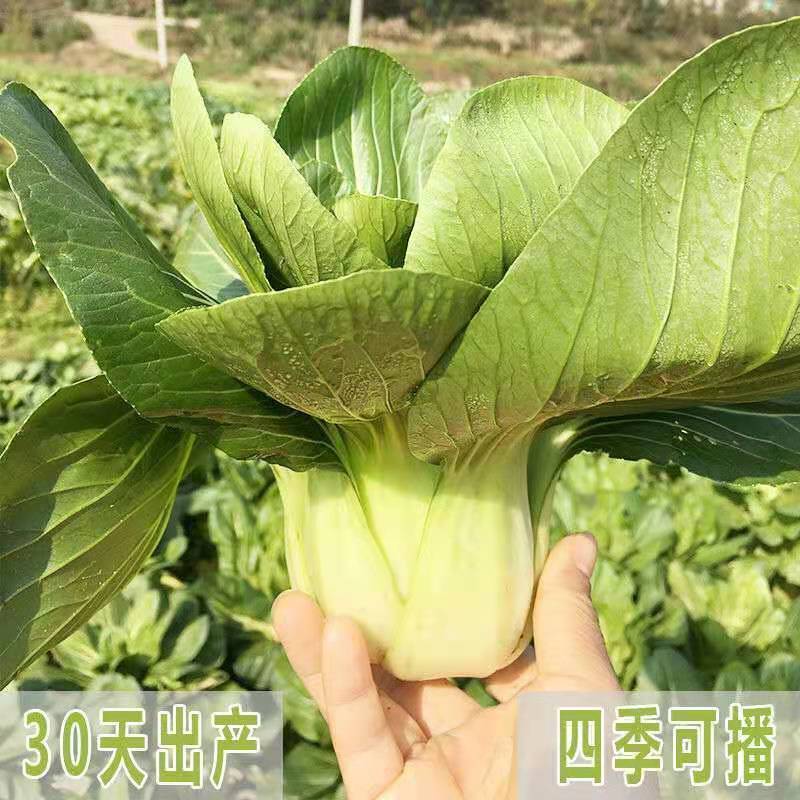 西湖青2号青梗菜种子油菜生长期短四季播种阳台菜园青菜