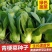 西湖青2号青梗菜种子油菜生长期短四季播种阳台菜园青菜