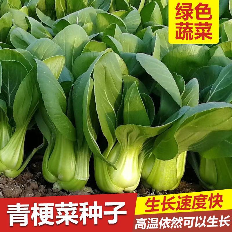 西湖青2号青梗菜种子油菜生长期短四季播种阳台菜园青菜