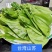 山苏叶蔬菜/精品养生菜，广东省包邮！1件20斤起发货。