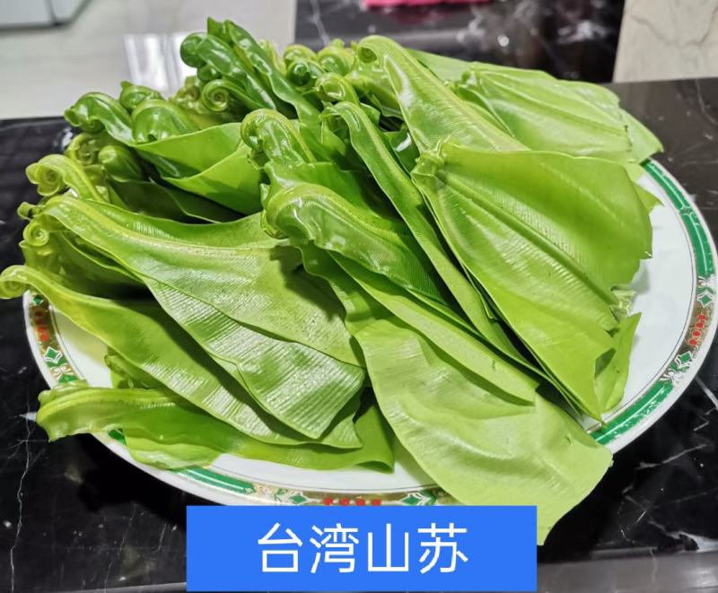 山苏叶蔬菜/精品养生菜，广东省包邮！1件20斤起发货。