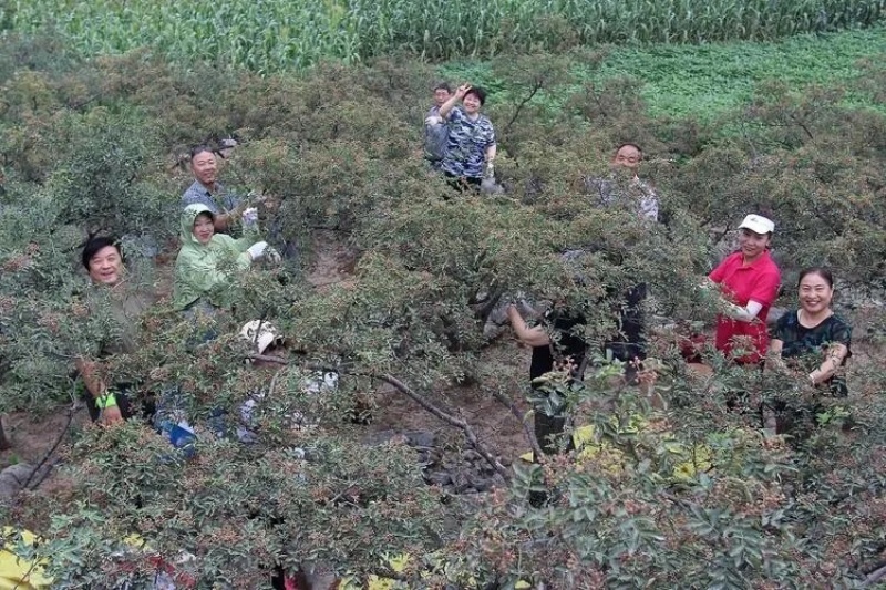 大红袍花椒苗树盆栽地栽南北方种植花椒大红袍果树苗