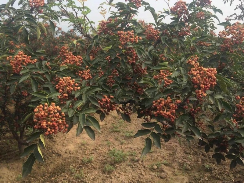 大红袍花椒苗树盆栽地栽南北方种植花椒大红袍果树苗