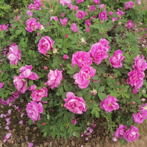 四季玫瑰多季粉刺梅冷香玫瑰单瓣重瓣花期时间长