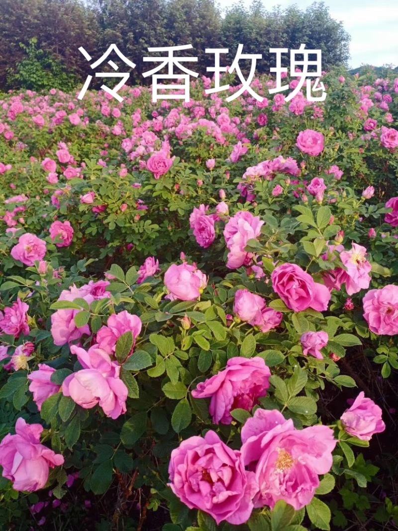 四季玫瑰多季粉刺梅冷香玫瑰单瓣重瓣花期时间长