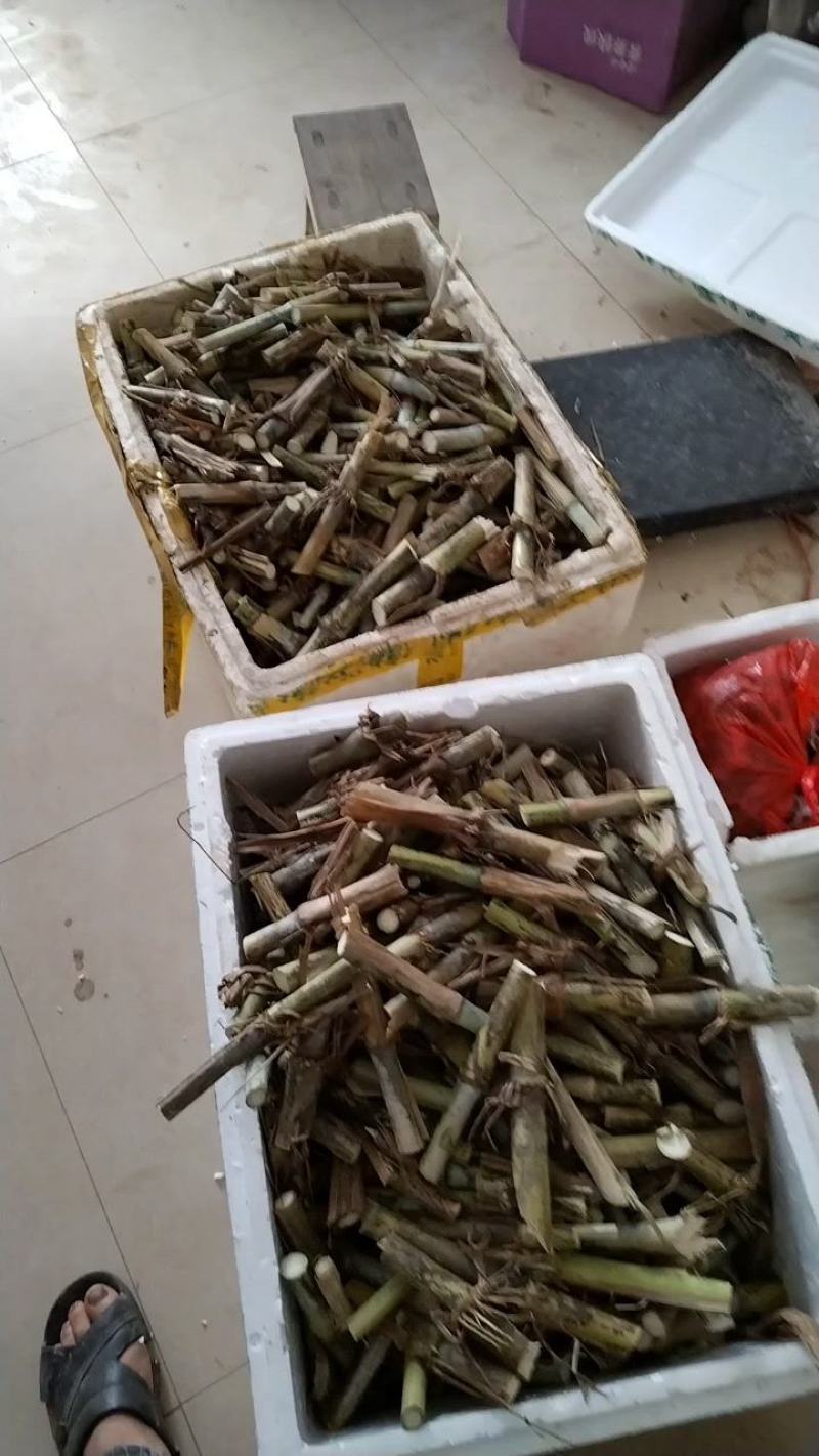 一件代发0.1一牙包邮，无毛甜象草3号，现割坏苗补发，
