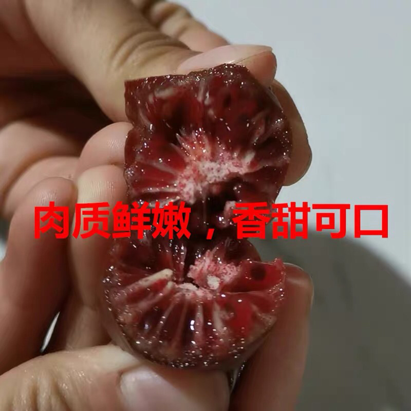 红心猕猴桃苗嫁接苗南北方种植盆栽地栽当年结果软枣猕猴桃树苗