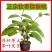 红心猕猴桃苗嫁接苗南北方种植盆栽地栽当年结果软枣猕猴桃树苗
