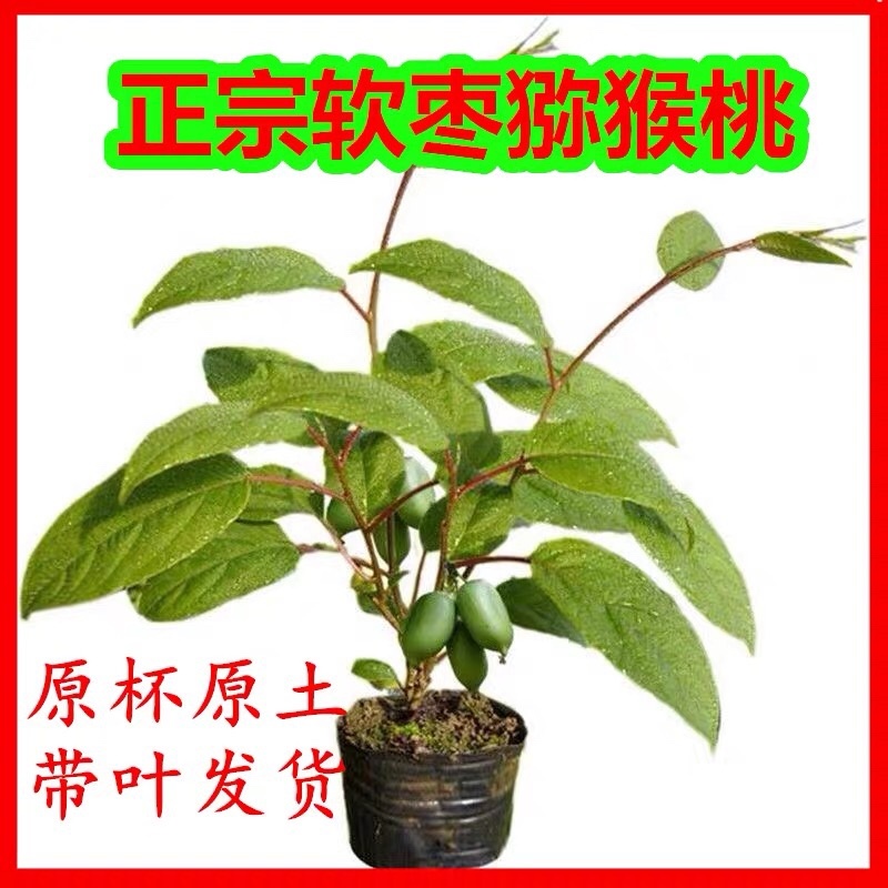 红心猕猴桃苗嫁接苗南北方种植盆栽地栽当年结果软枣猕猴桃树苗