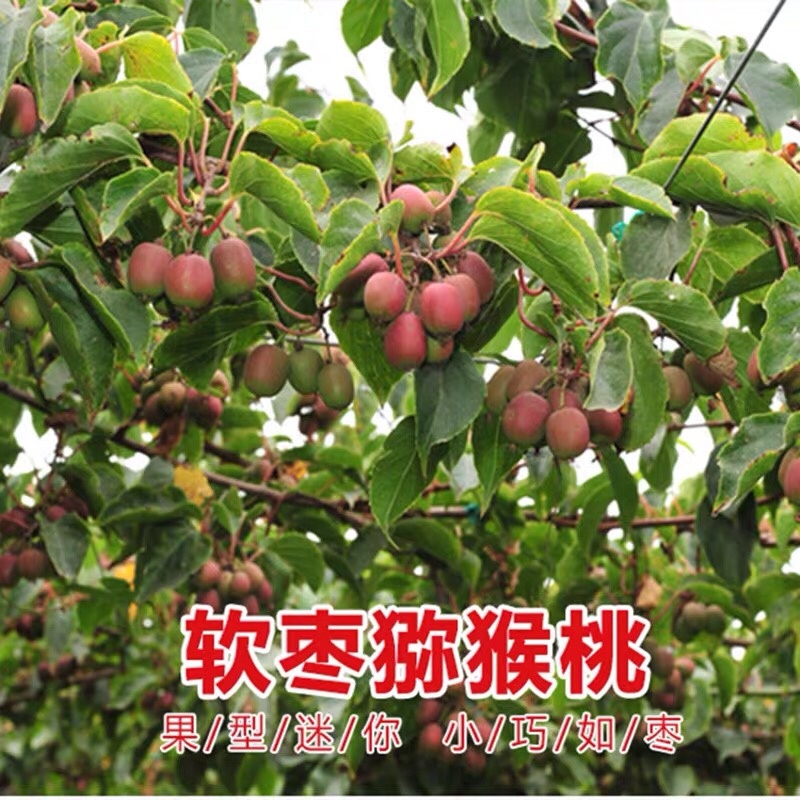 红心猕猴桃苗嫁接苗南北方种植盆栽地栽当年结果软枣猕猴桃树苗