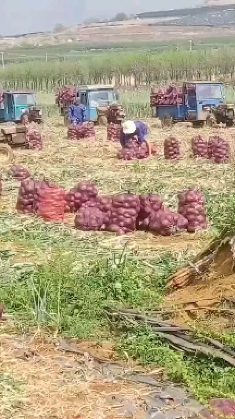 洋葱大量有货需要合作电商共赢的可以咨询
