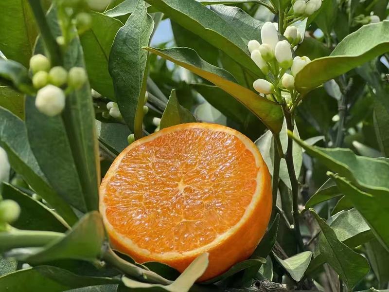 中华红血橙伦晚脐橙品种齐树上鲜果全国发货坏果包赔