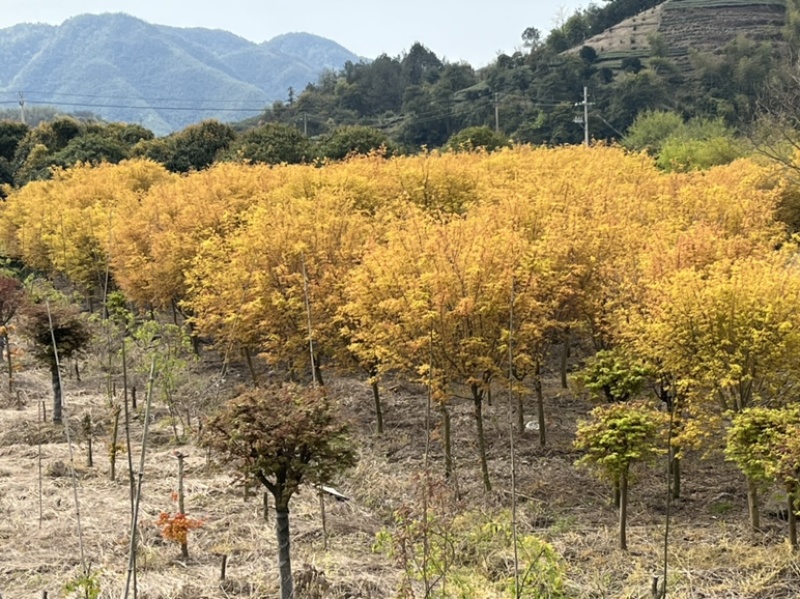 日本黄金枫