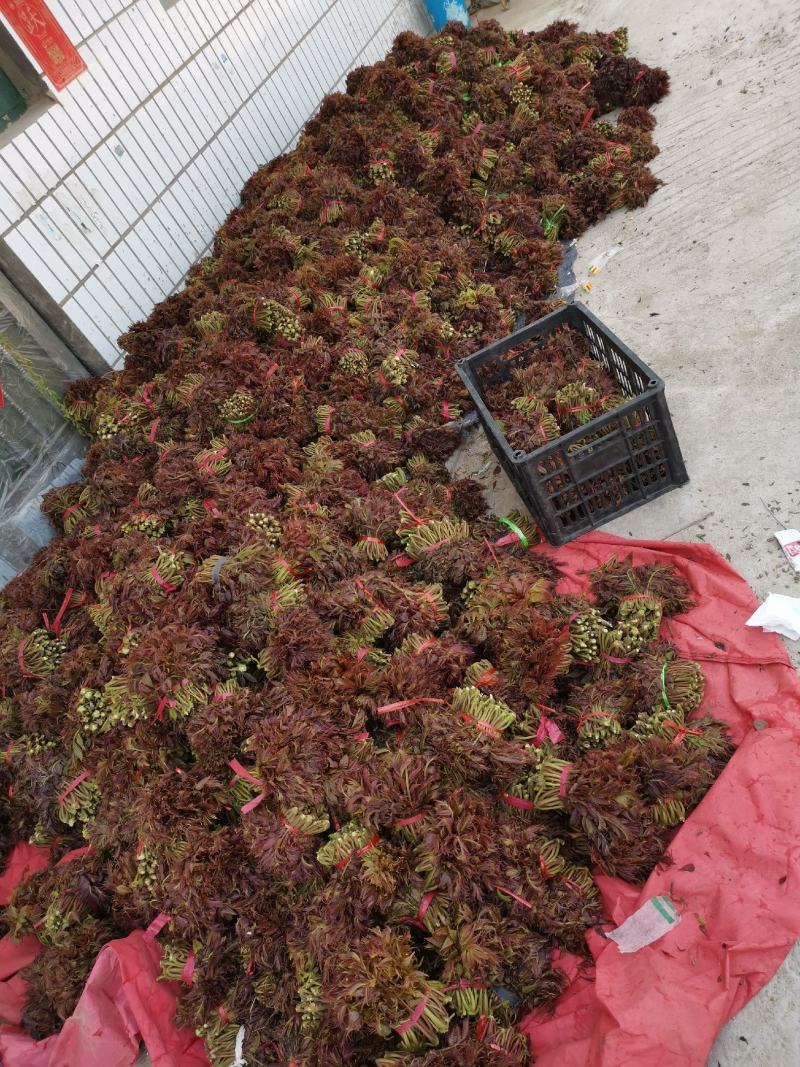 山东香椿芽红油香椿芽欢迎采购，优质品质。大量上市。。。。