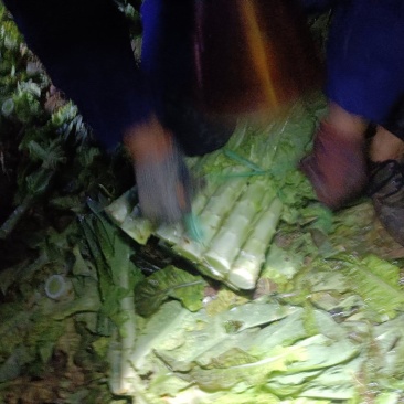 红叶莴笋，无裂口，电商要货