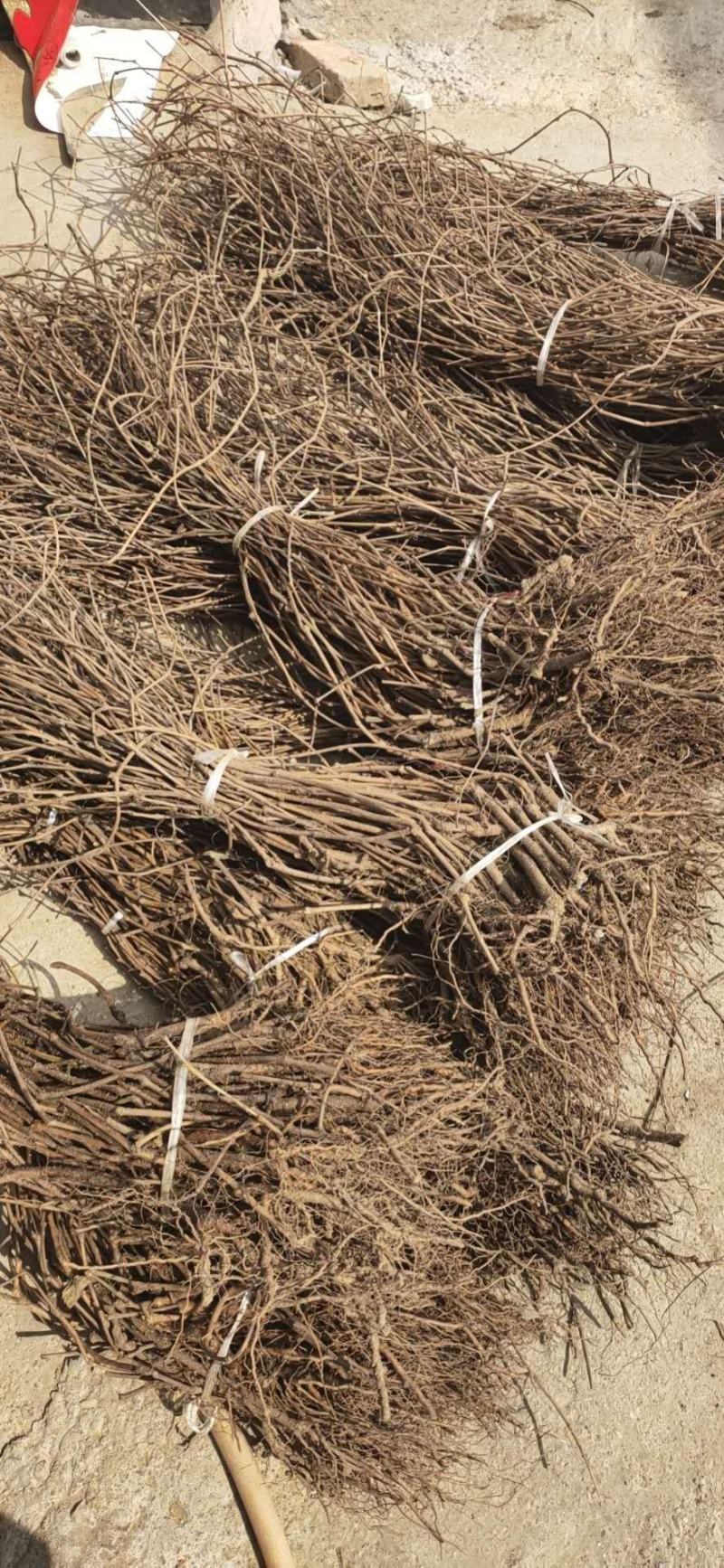 爬山虎苗30~40cm爬山虎价格优质爬山虎苗
