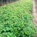 爬山虎苗30~40cm爬山虎价格优质爬山虎苗