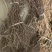 爬山虎苗30~40cm爬山虎价格优质爬山虎苗