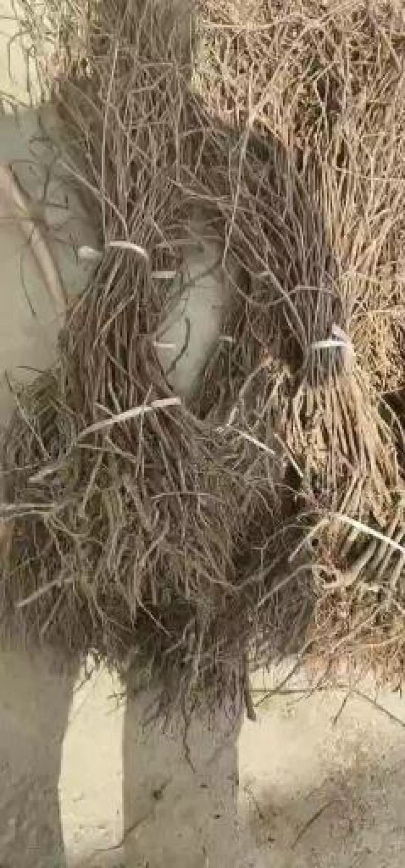 爬山虎苗30~40cm爬山虎价格优质爬山虎苗