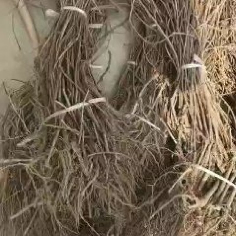 爬山虎苗30~40cm爬山虎价格优质爬山虎苗