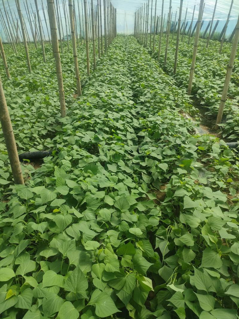 红薯苗子预订了！河北衡水饶阳县高恩密薯基地大田苗大量供货