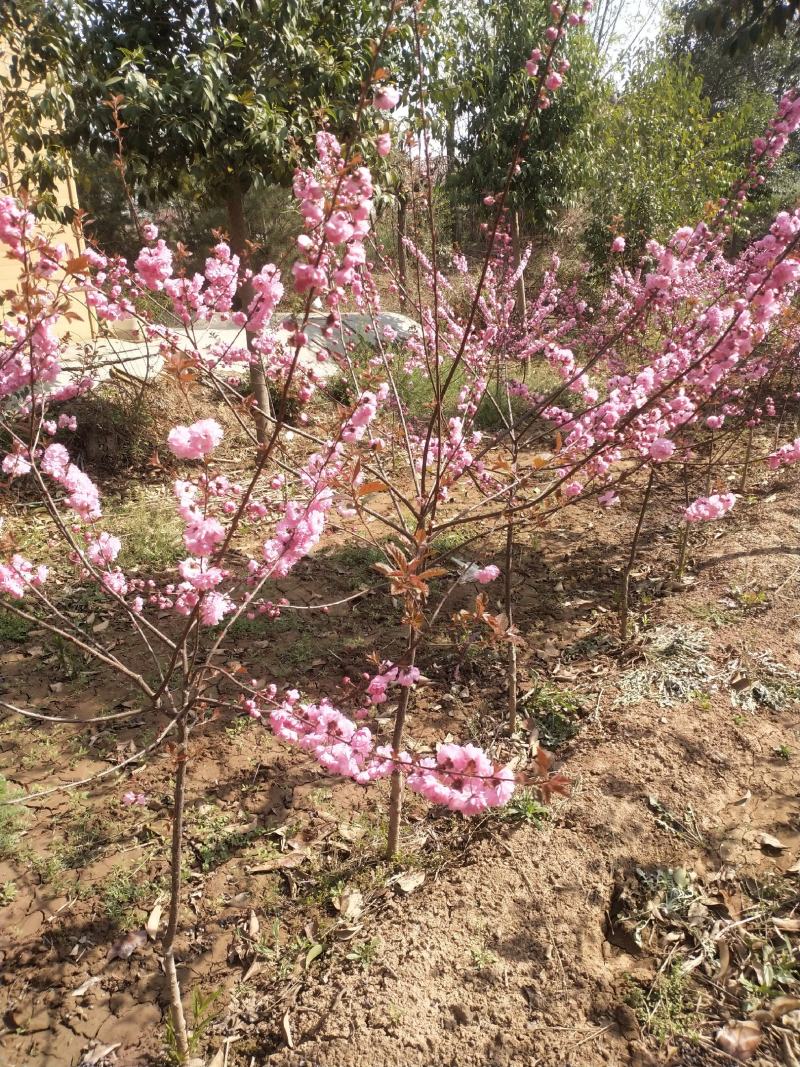 榆叶梅花