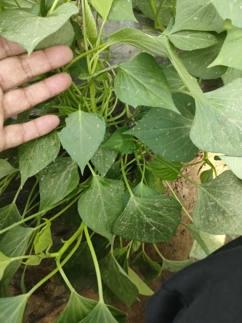 各种地瓜苗，红薯苗，地瓜苗，红薯苗，地瓜苗