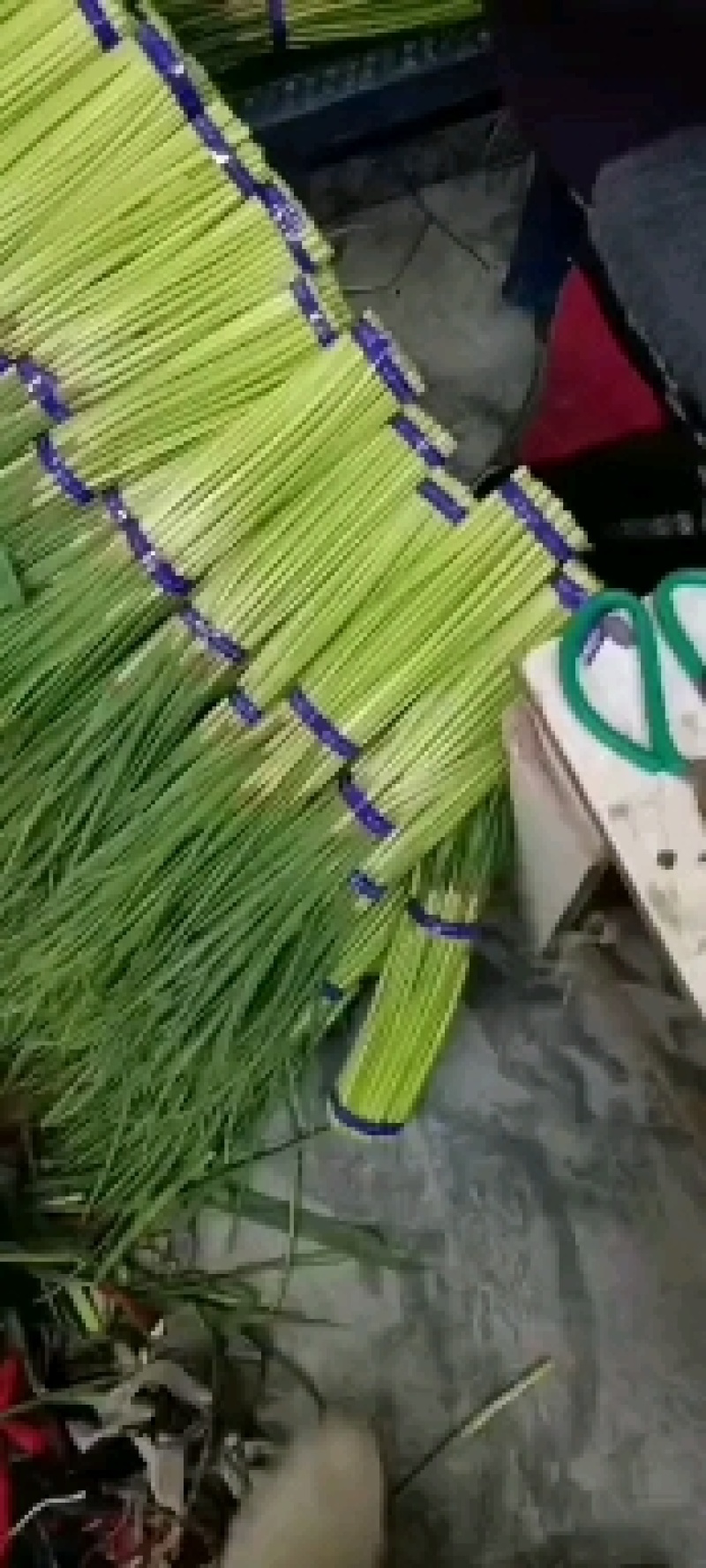 优质精品蒜苔通许县红帽蒜薹产地直发