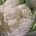 优质精品白面青梗松花菜一手货源。乳白色净菜