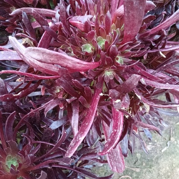 多肉植物赤霞飞，大手捧，花型周正，棵大花圆。