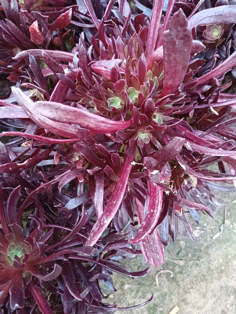 多肉植物赤霞飞，大手捧，花型周正，棵大花圆。