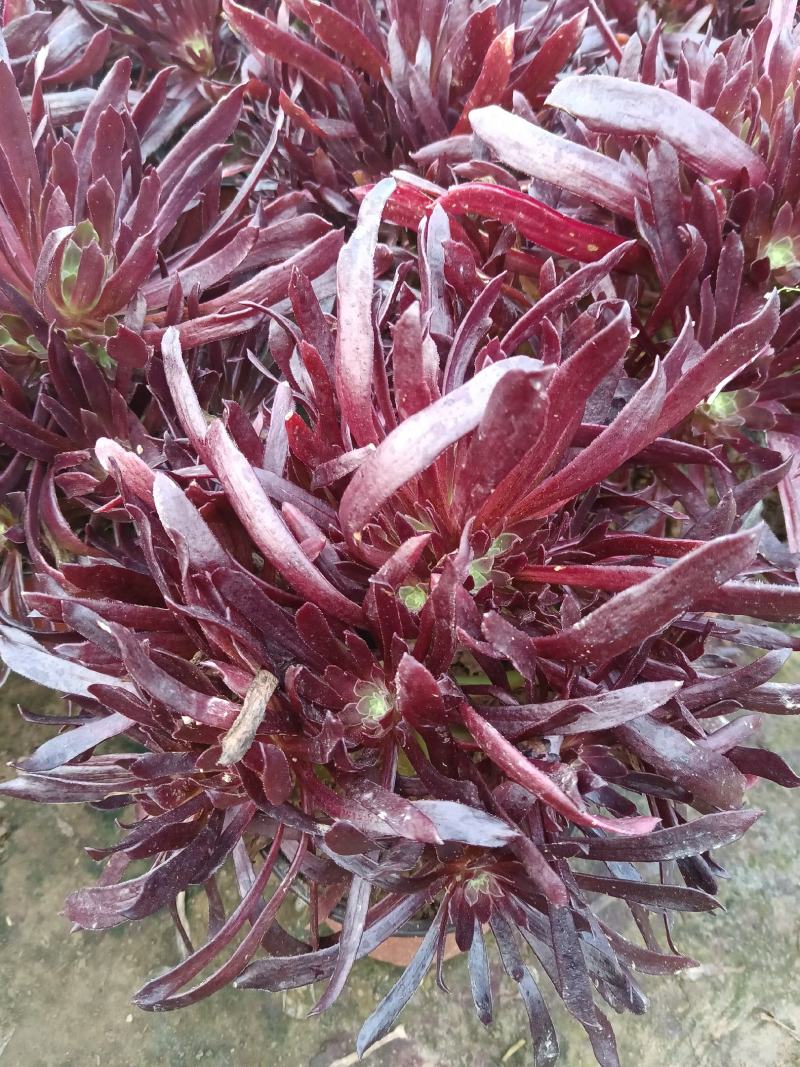 多肉植物赤霞飞，大手捧，花型周正，棵大花圆。