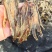 沪地龙精品全开无泥