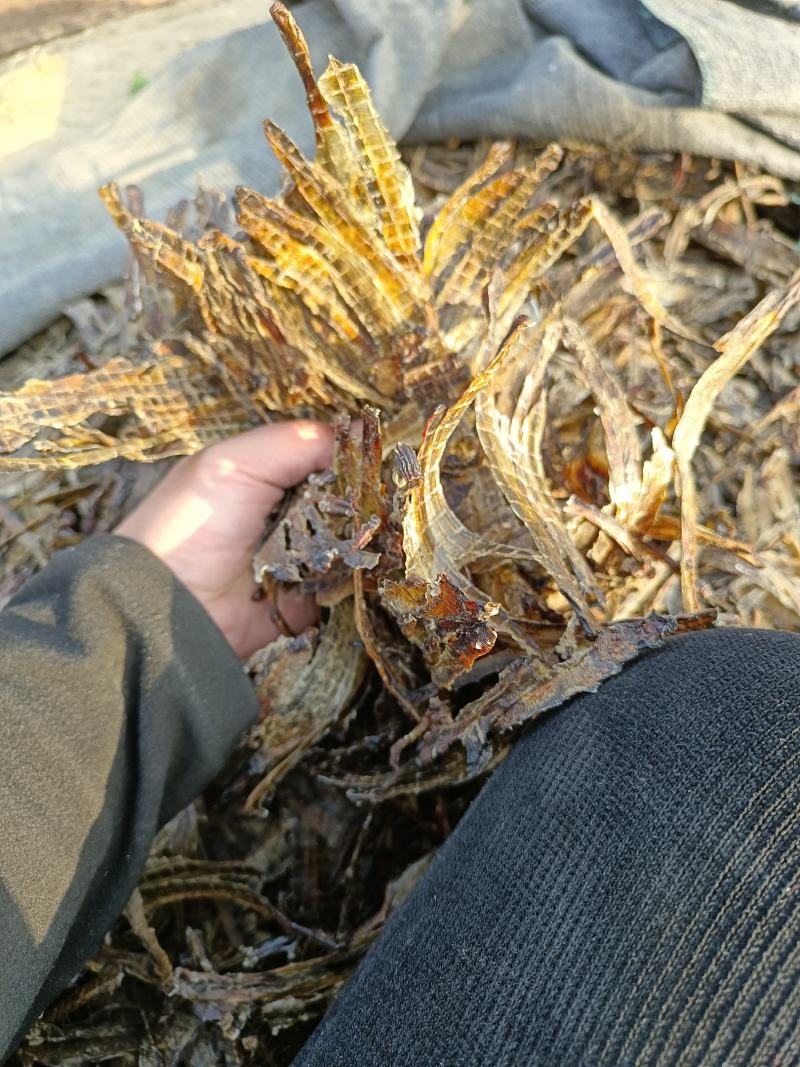 沪地龙精品全开无泥