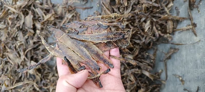 沪地龙精品全开无泥