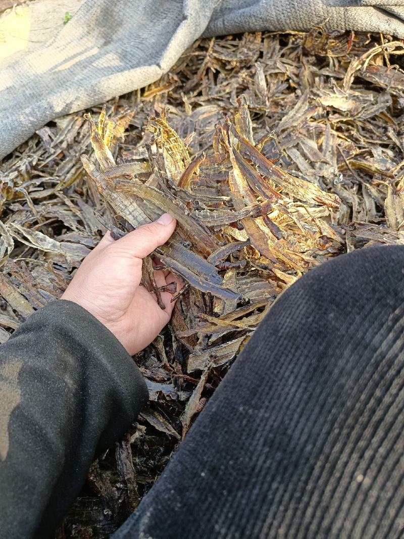 沪地龙精品全开无泥