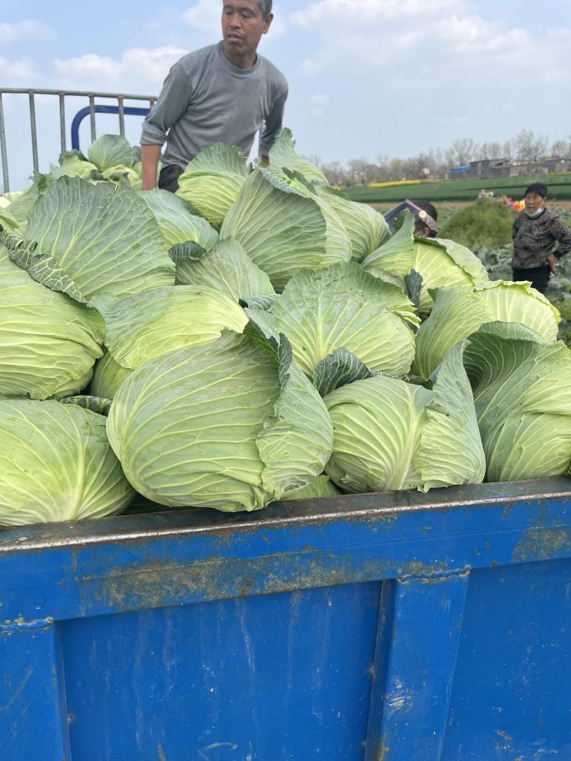 扁包菜河南基地大量供货支持市场加工厂包装齐全！！