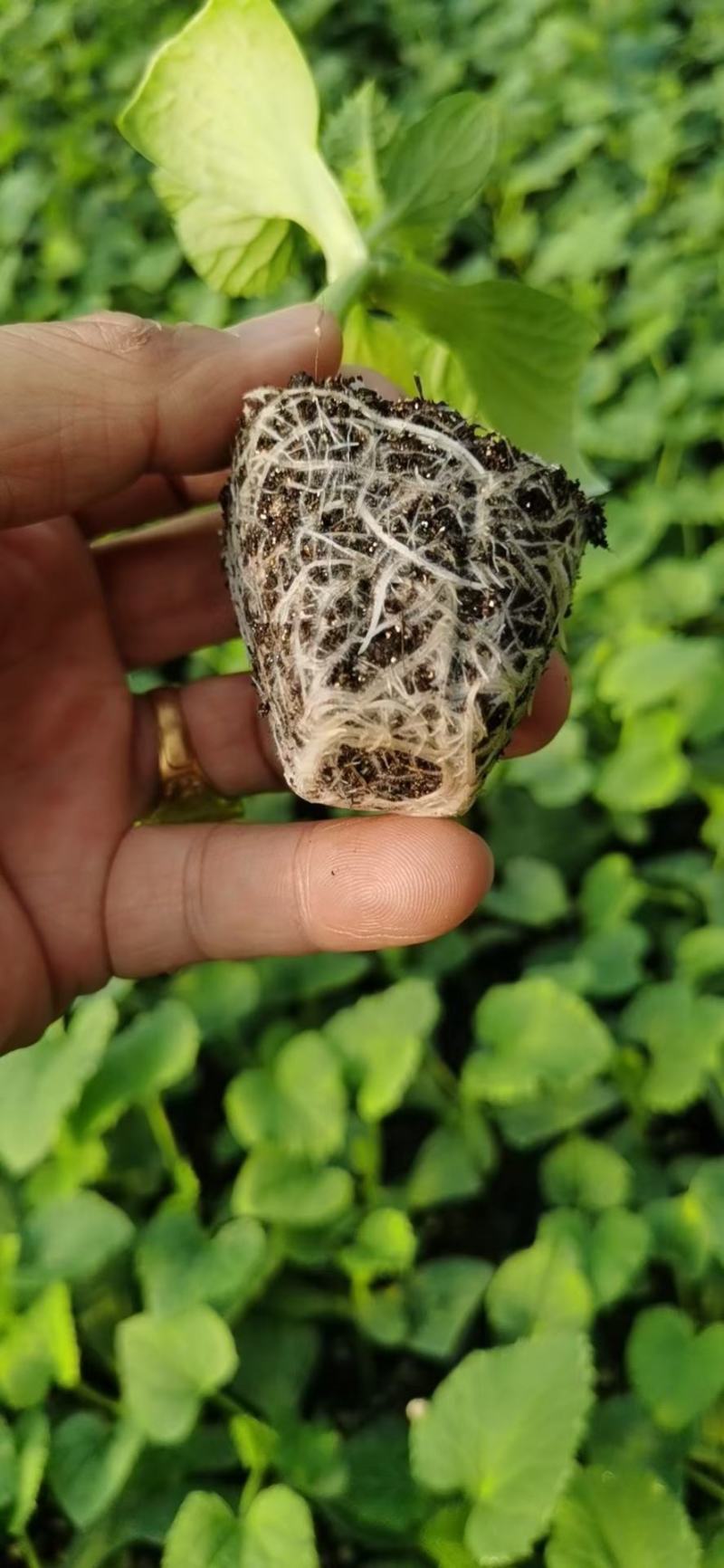 嫁接博洋九甜瓜苗一级苗