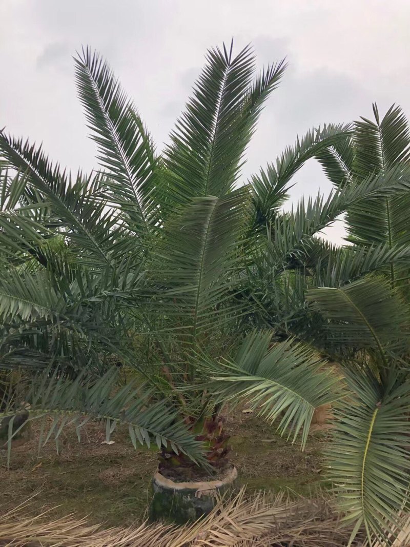 加拿利海枣刺葵基地大量现货供应，欢迎各位客户咨询