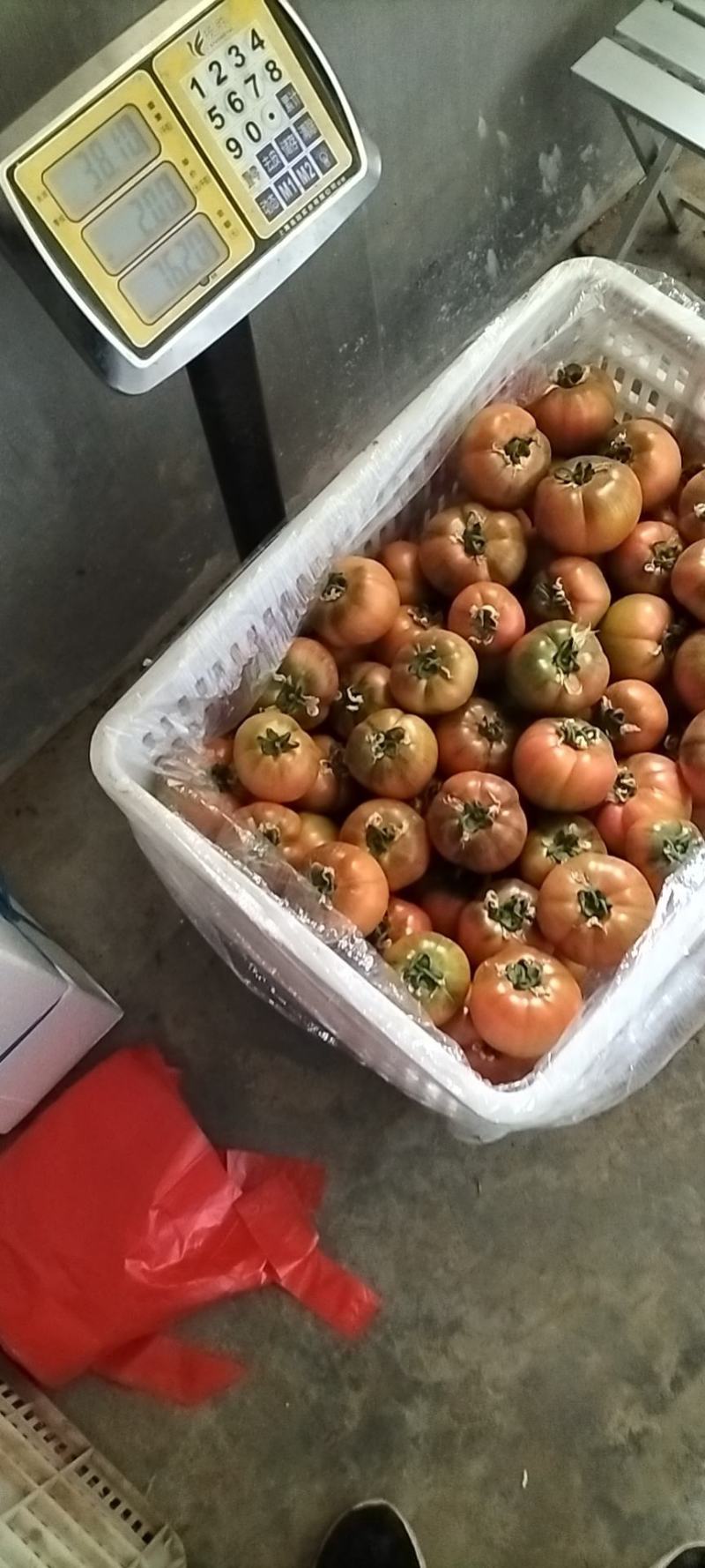 海丽11草莓西红柿口感一级棒产地发货直采
