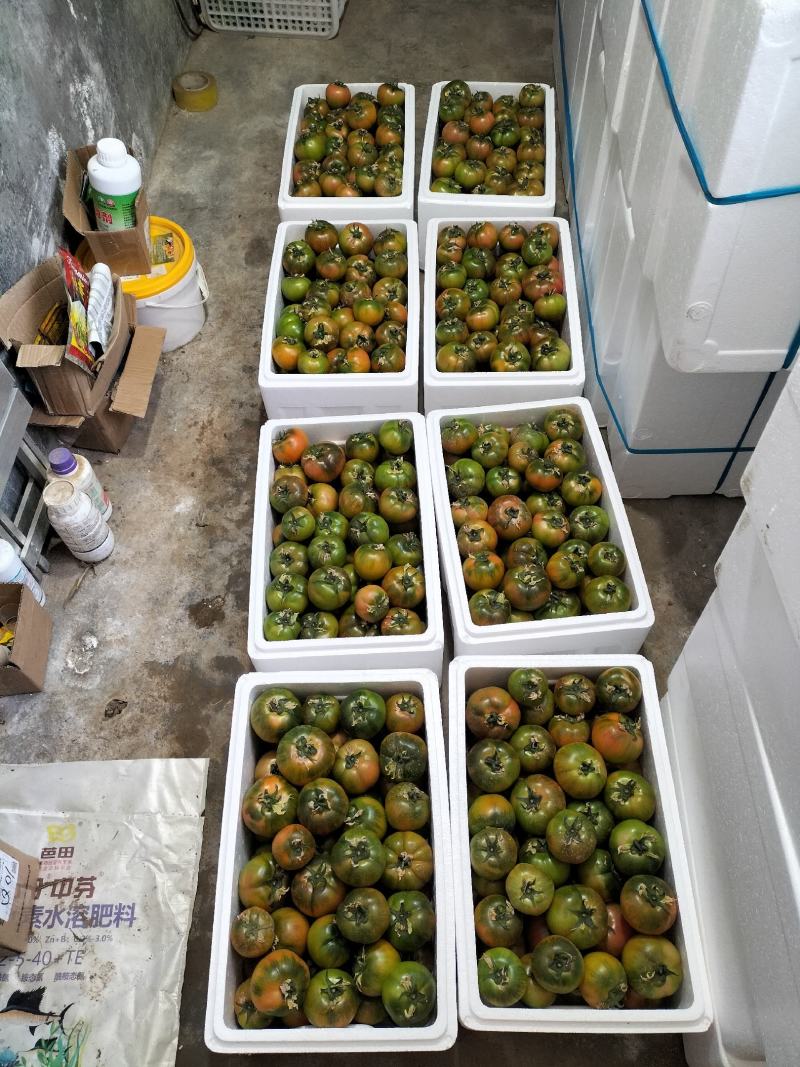 海丽11草莓西红柿口感一级棒产地发货直采