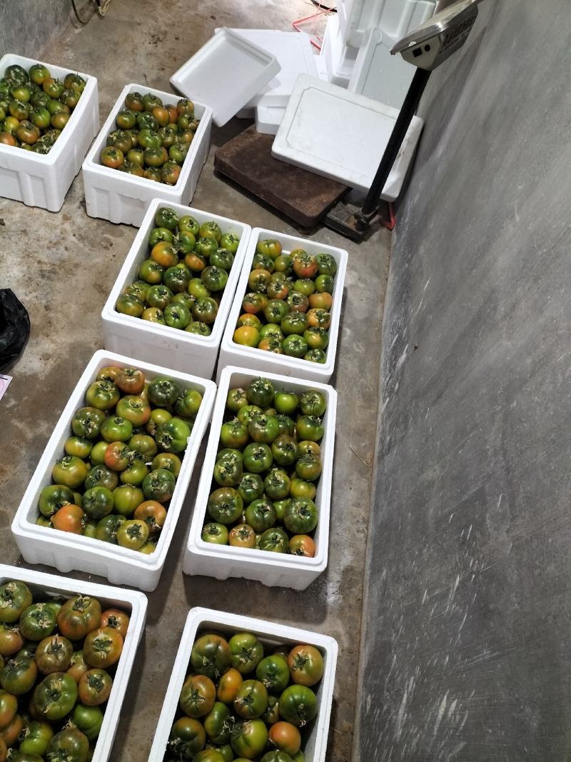 海丽11草莓西红柿口感一级棒产地发货直采